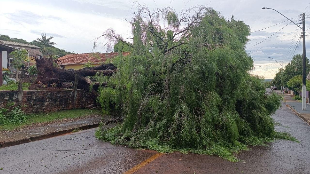 Chuva e vento forte derrubam árvores em diversos pontos de São Jorge D’Oeste