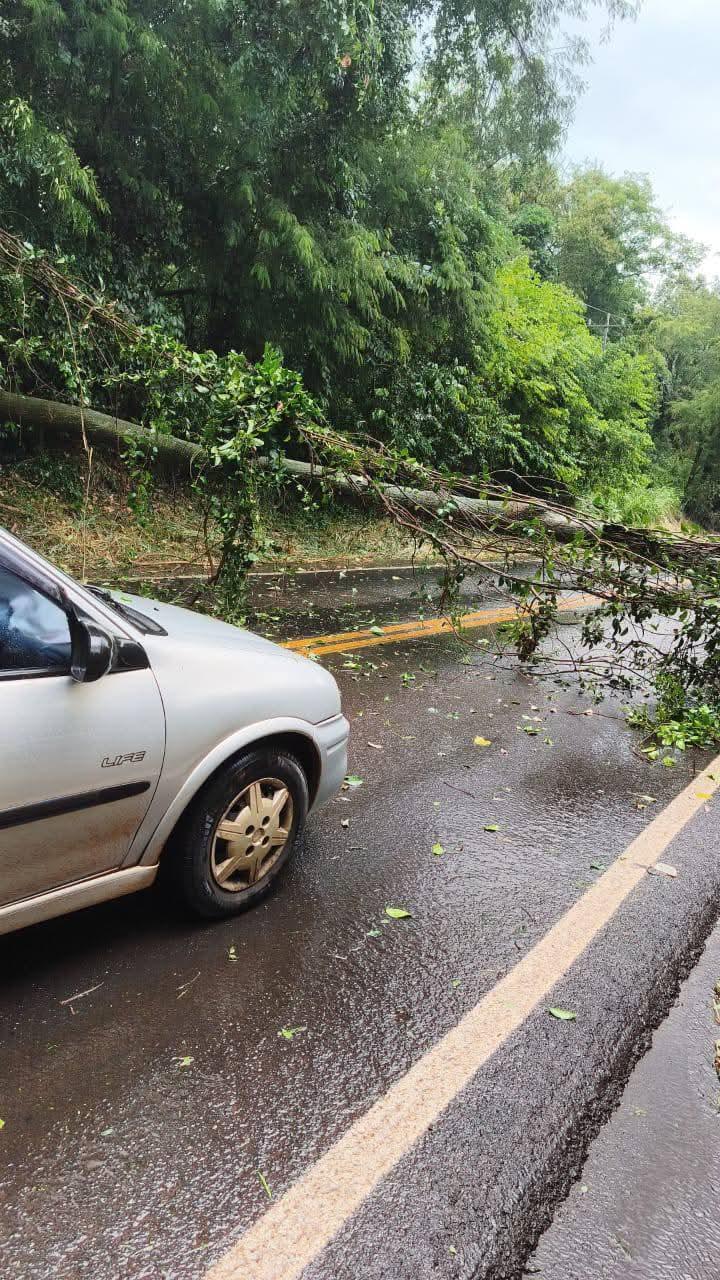 Chuva forte com ventos provoca queda de árvore na Linha Gaúcha, em São Jorge D’Oeste