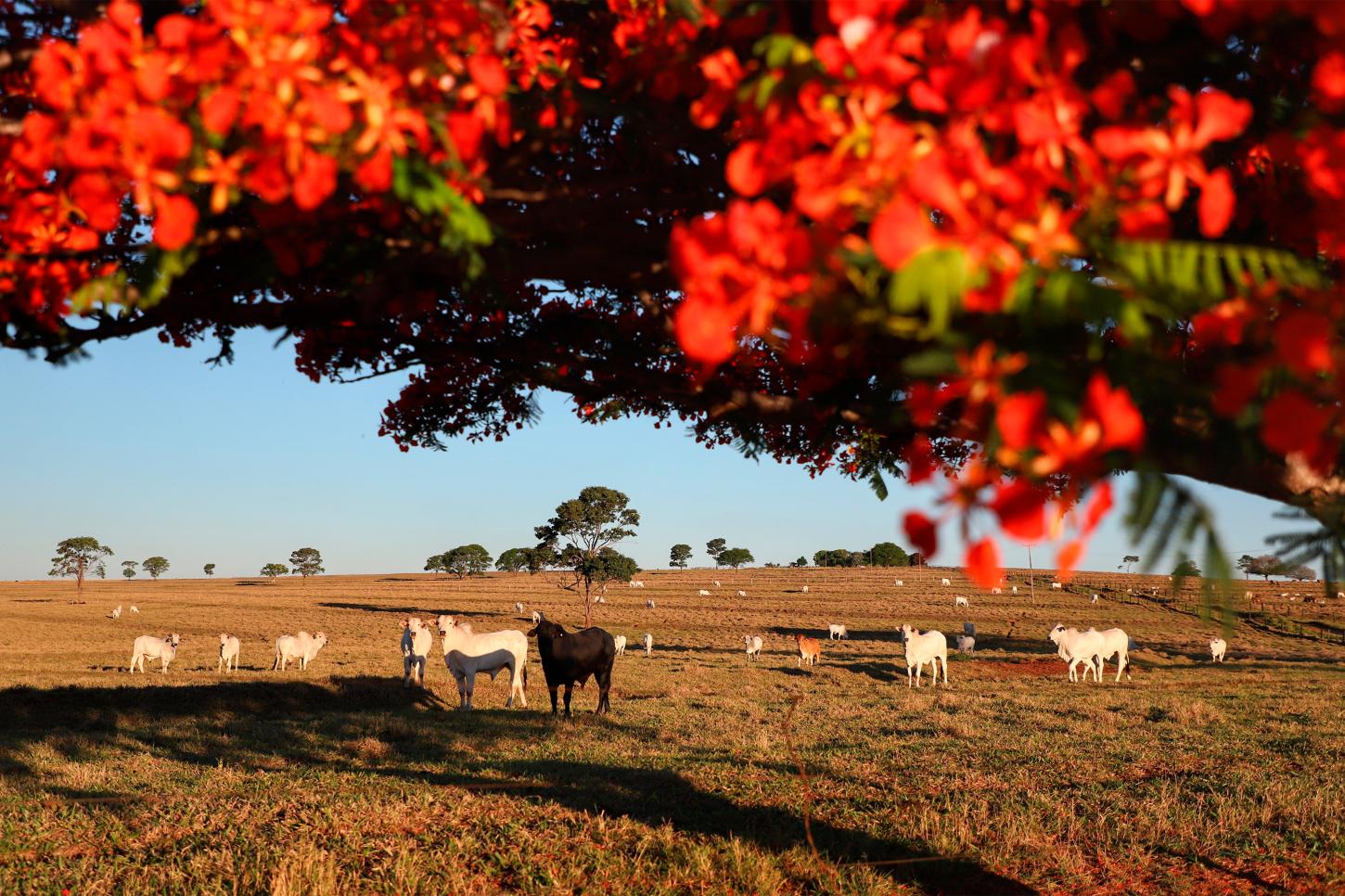 Adapar inicia nesta sexta-feira a Campanha de Atualização de Rebanhos 2026