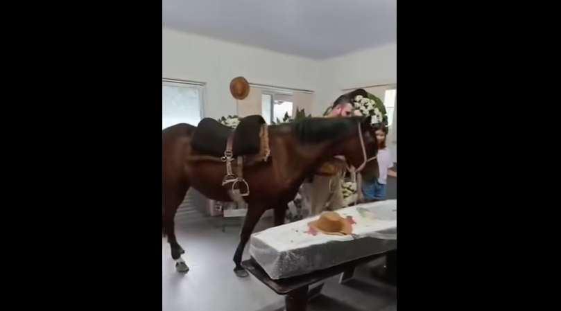 Despedida comovente: égua reconhece tutor durante velório e emociona comunidade em SC
