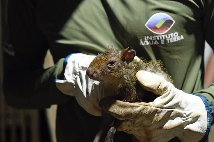 IAT RESGATA 38 ANIMAIS DE CRIADOURO IRREGULAR EM CANTAGALO