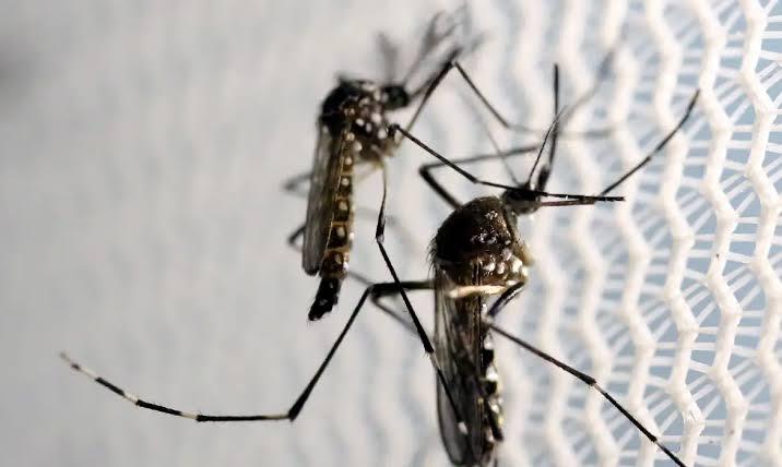Alerta reforça combate a arboviroses como dengue e chikungunya por causa do El Niño