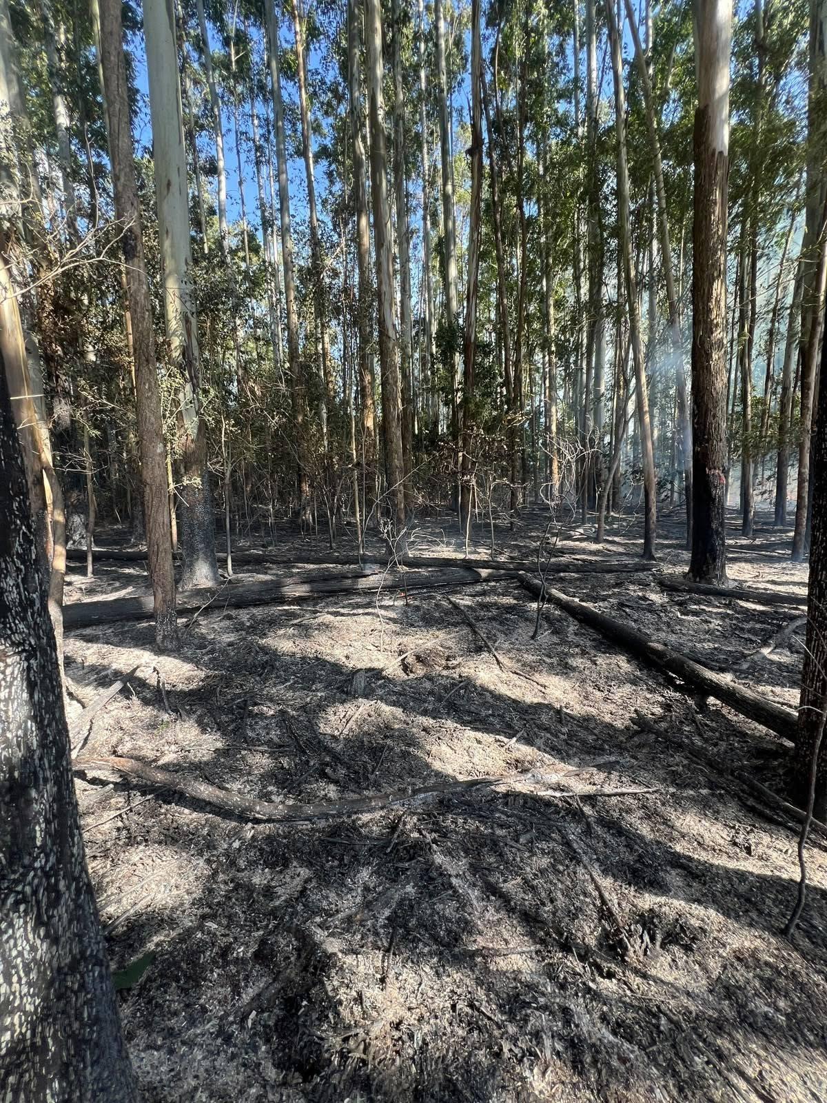 Incêndio em área de eucaliptos mobiliza equipes de combate em São Jorge D'Oeste