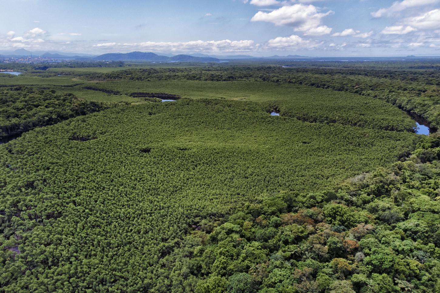 Paraná reduziu em 87,5% desmatamento da Mata Atlântica entre 2020 e 2025