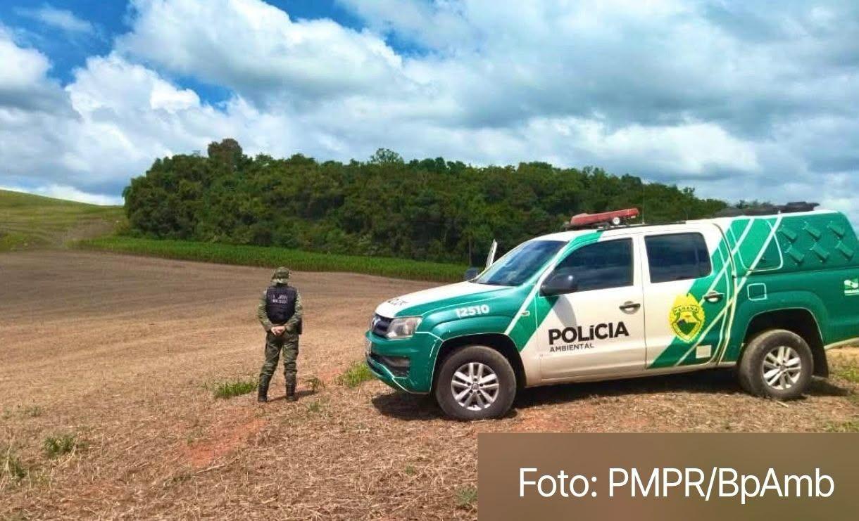 Possível avistamento de onça-parda mobiliza moradores e acende alerta no interior de Verê