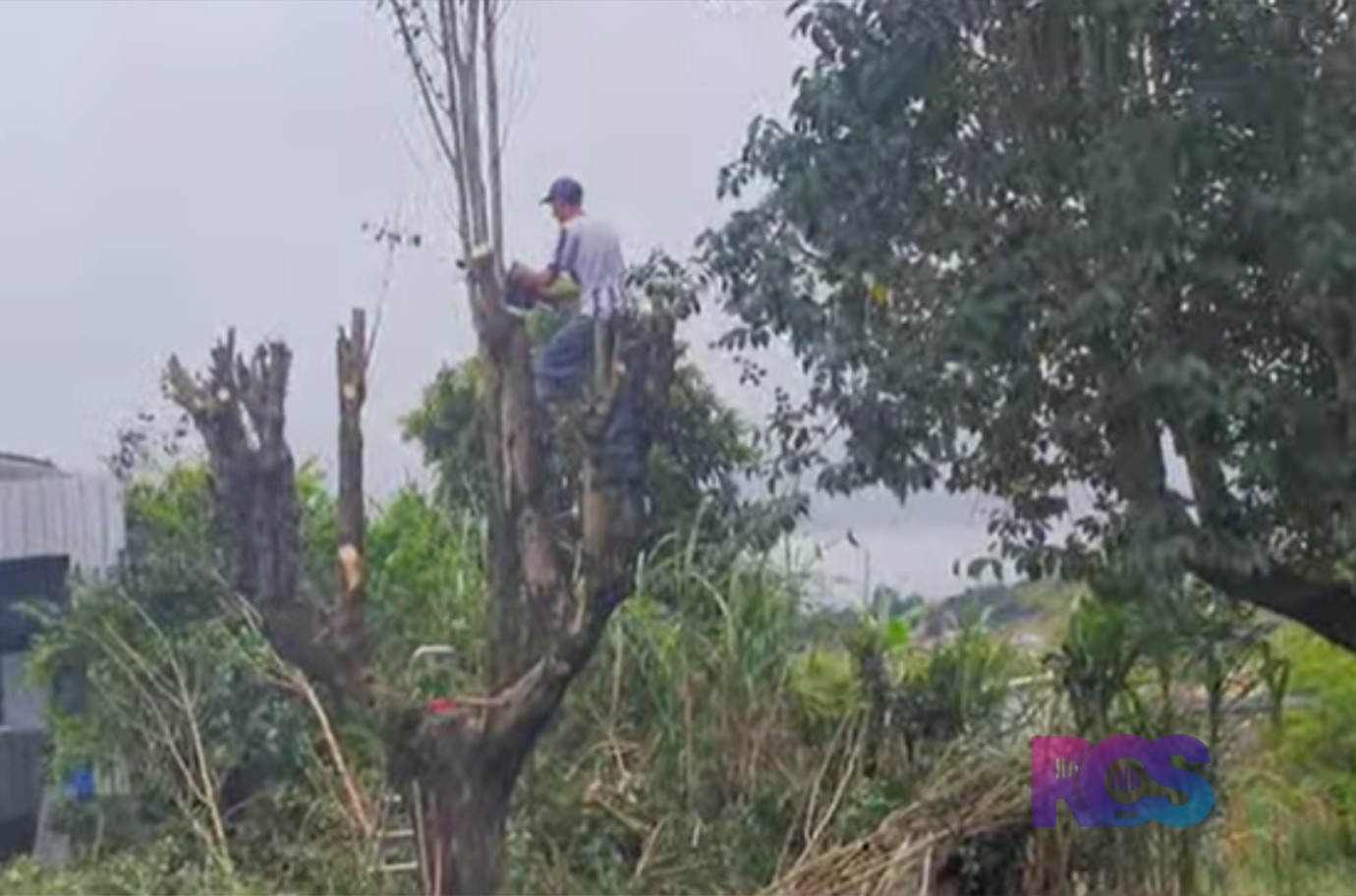 Departamento de urbanismo executa a poda de árvores e planeja a padronização da arborização no município.