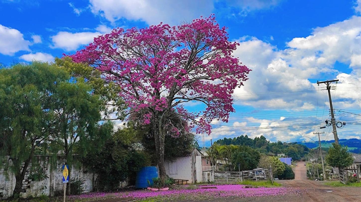 Tempo de ipês floridos em São Jorge D'Oeste!