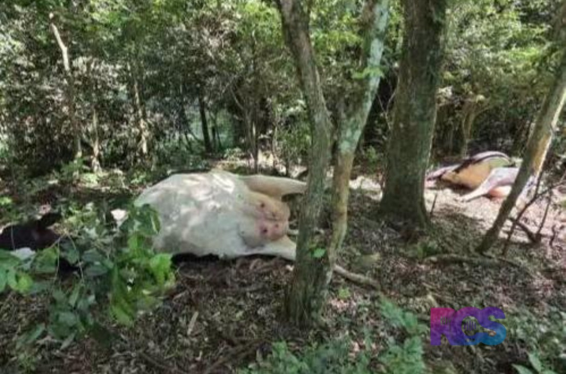 CINCO VACAS MORREM APÓS INGERIREM PLANTA TÓXICA NO INTERIOR DE SAUDADE DO IGUAÇU