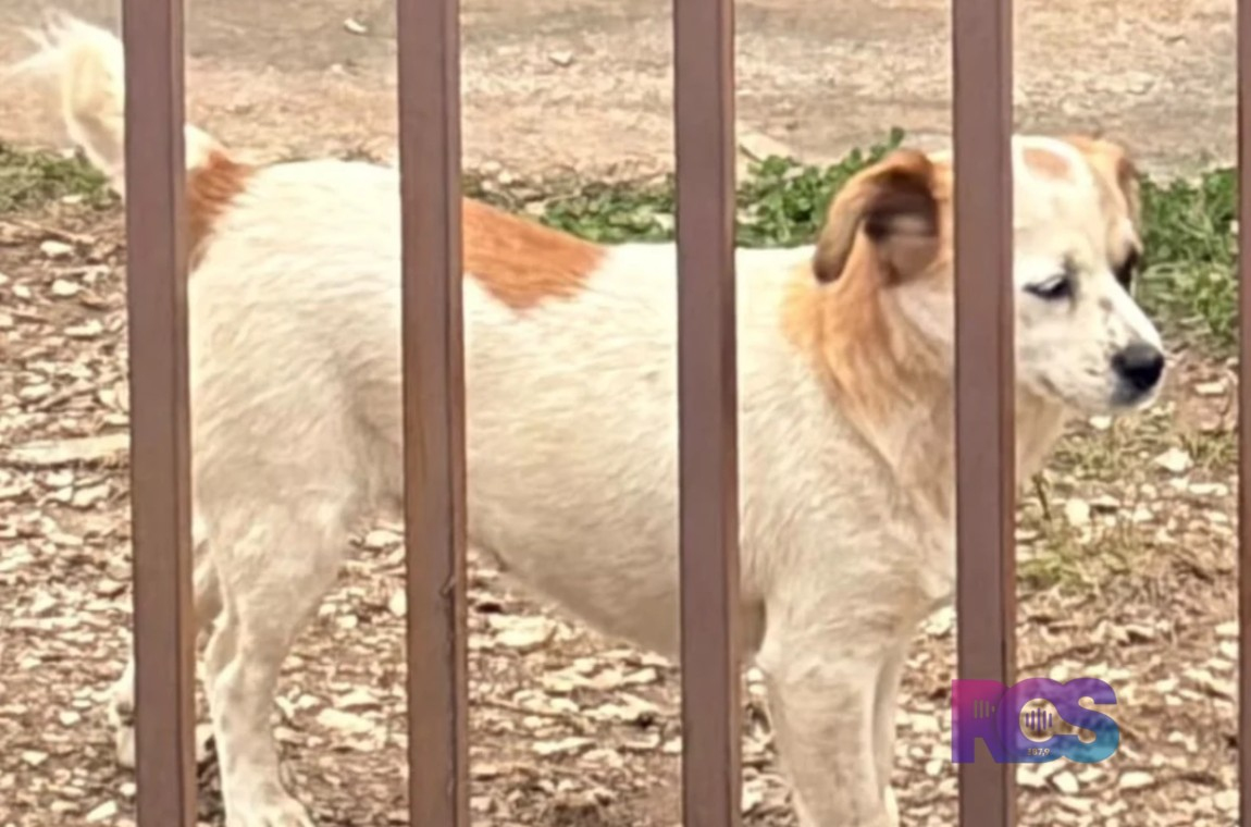 Cachorro ajuda Polícia Civil a identificar suspeito de furto na APAE de Coronel Domingos Soares