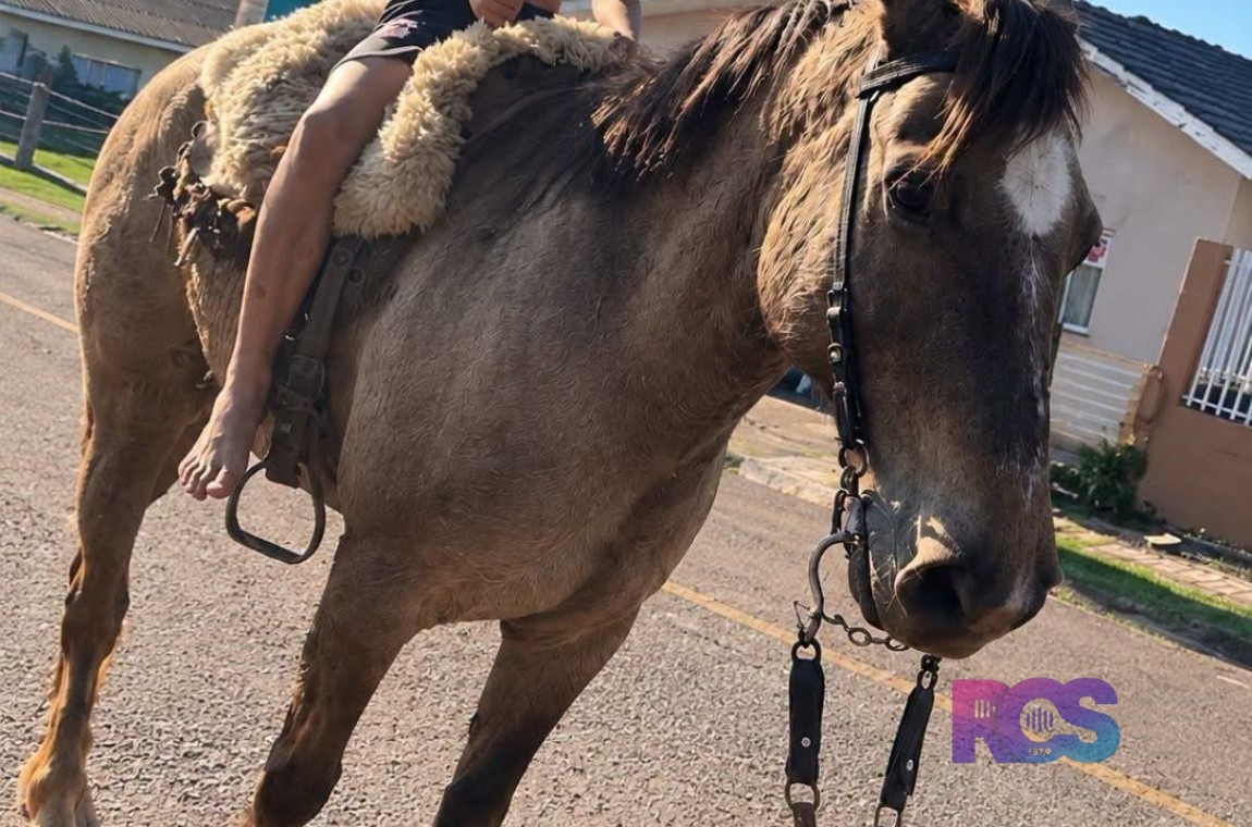 FAMÍLIA PROCURA CAVALO DESAPARECIDO APÓS SER LEVADO PELA CORRENTEZA DE RIO EM SÃO JORGE D’OESTE