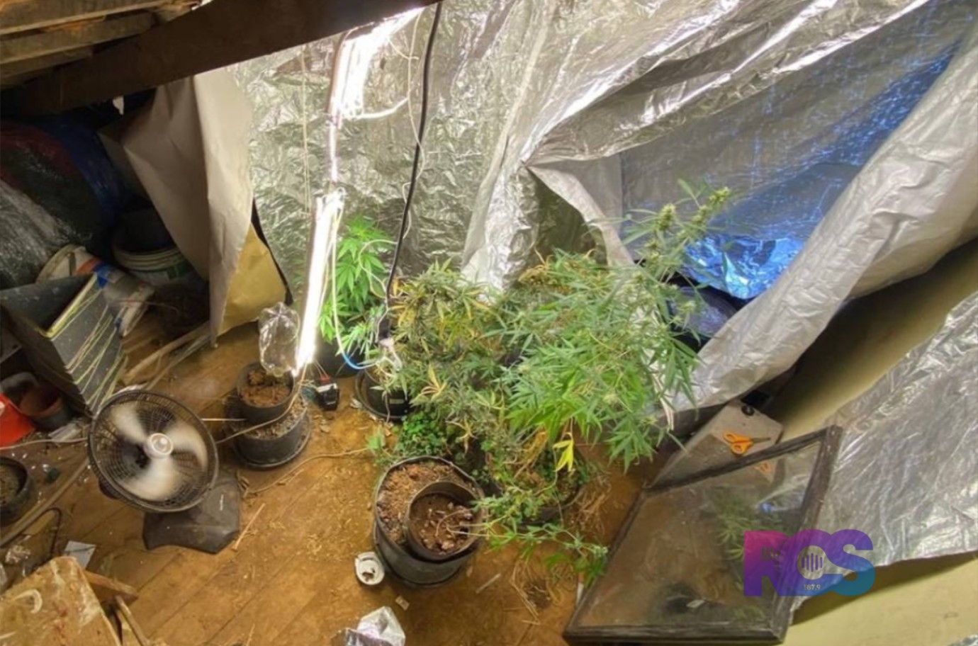 Polícia prende homem e apreende estufa clandestina de maconha em Dois Vizinhos