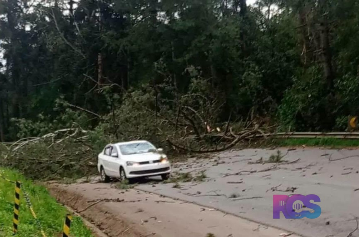 VENDAVAL DERRUBA ÁRVORE SOBRE CARRO NA SC-355, EM VIDEIRA