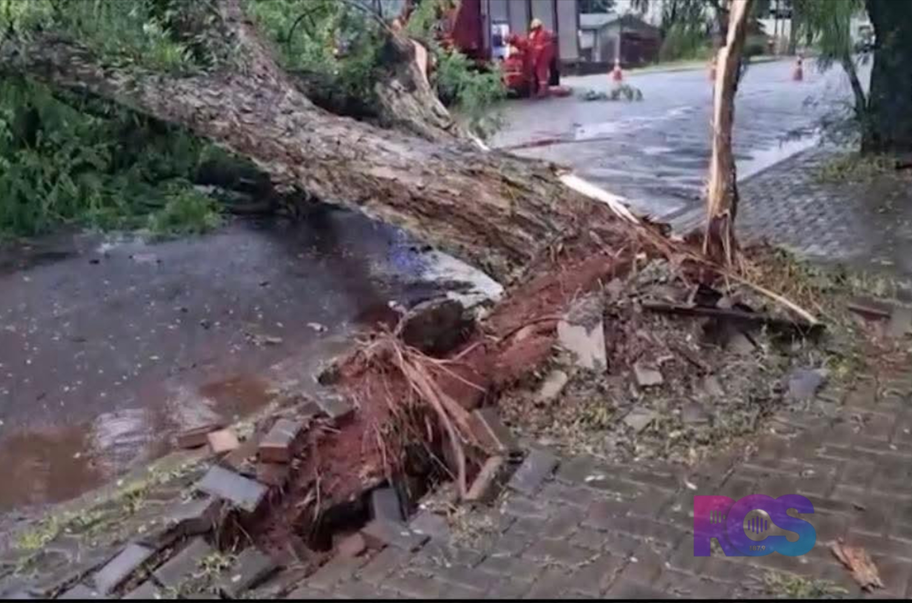 VENTOS FORTES DERRUBAM ÁRVORE DE GRANDE PORTE EM CASCAVEL